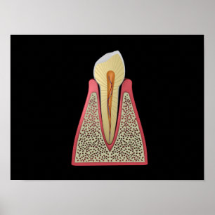 Conceptual Image Of Human Tooth 2 Poster