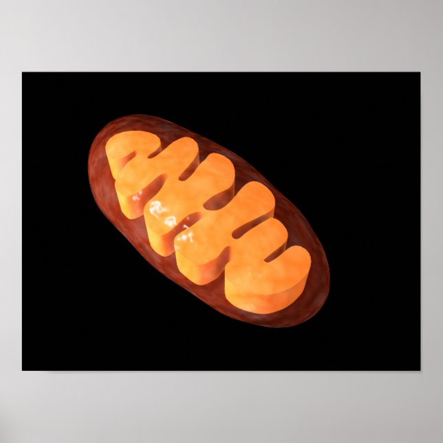 Conceptual Image Of Mitochondria 1 Poster (Front)