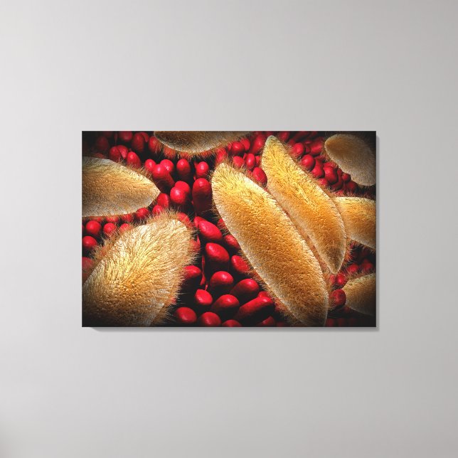 Conceptual Image Of Paramecium 1 Canvas Print (Front)