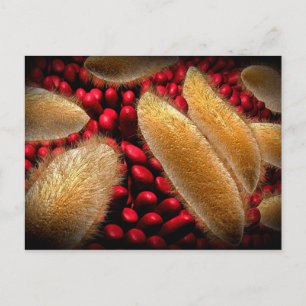 Conceptual Image Of Paramecium 1 Postcard