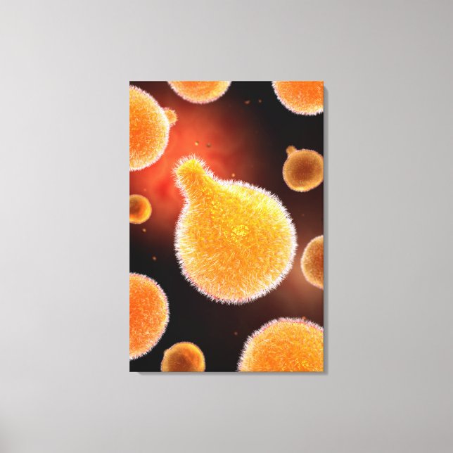 Conceptual Image Of Plasmodium Causing Malaria 3 Canvas Print (Front)