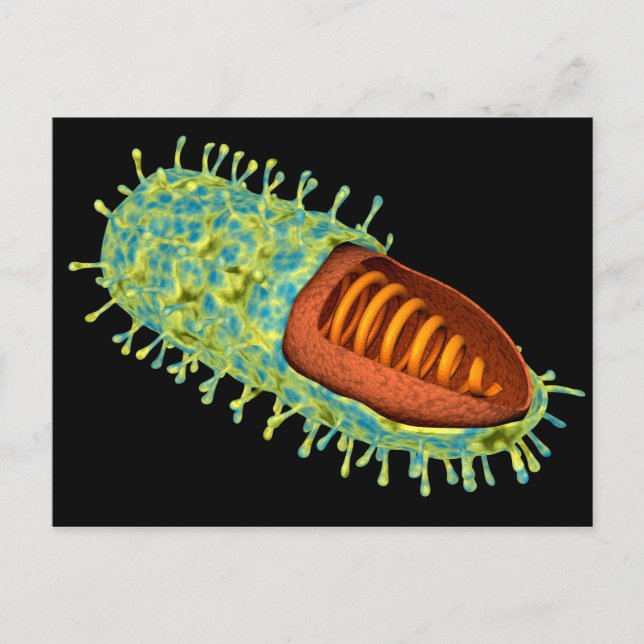 Conceptual Image Of Rabies Virus 3 Postcard (Front)