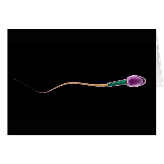 Conceptual Image Of Sperm Anatomy (Front Horizontal)