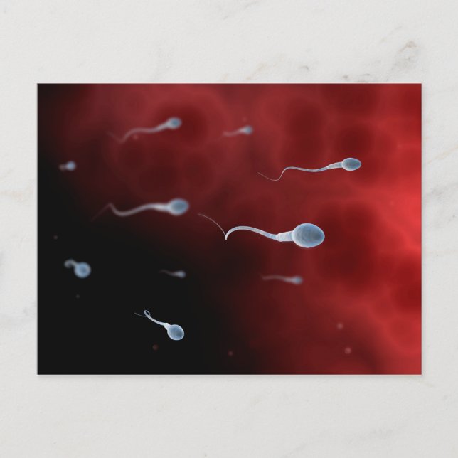 Conceptual Image Of Sperm Inside Fallopian Tube Postcard (Front)