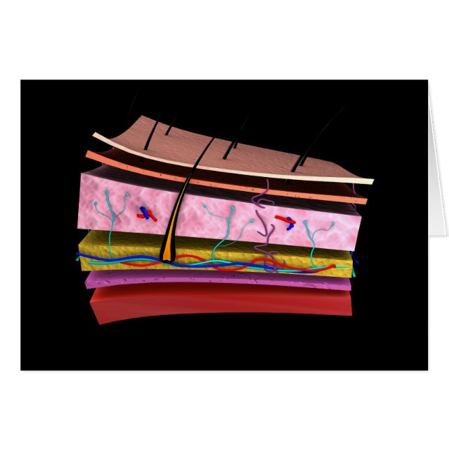 Conceptual Image Of The Layers Of Human Skin 2 (Front Horizontal)
