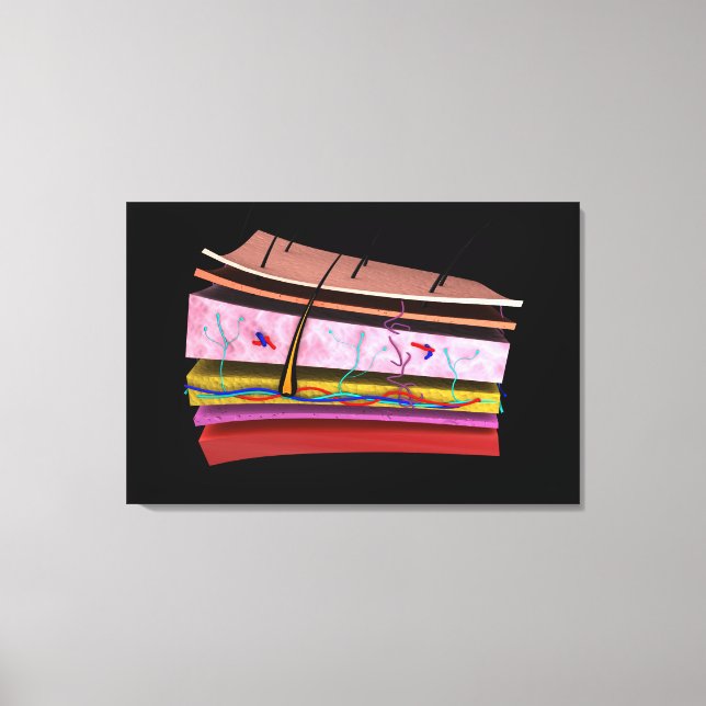 Conceptual Image Of The Layers Of Human Skin 2 Canvas Print (Front)