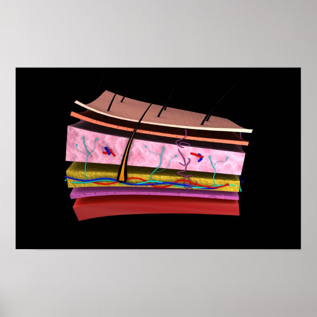 Conceptual Image Of The Layers Of Human Skin 2 Poster (Front)