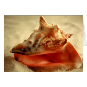 Conch