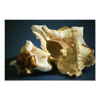 Conch 3335 Photo Print