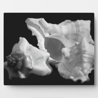 Conch in Black & White Plaque