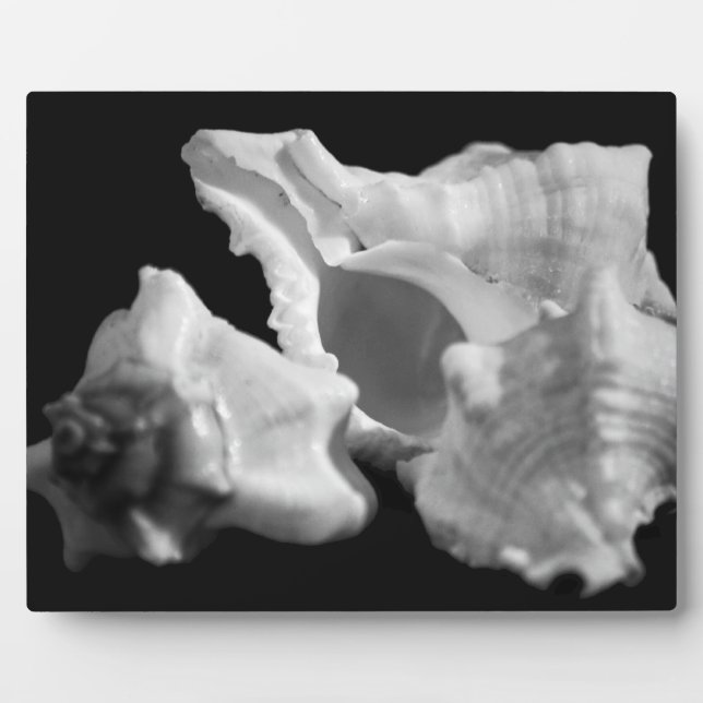 Conch in Black & White Plaque (Front)
