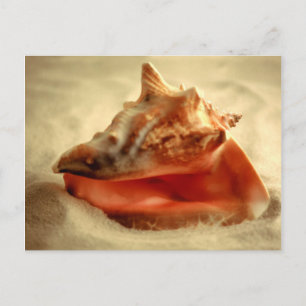 Conch Postcard