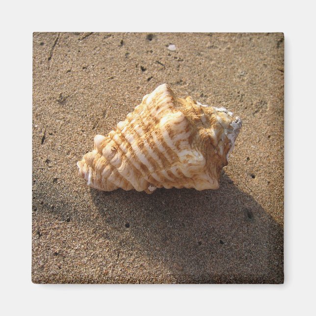 Conch Seashell Sand Beach Magnet (Front)