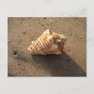 Conch Seashell Sand Beach Postcards