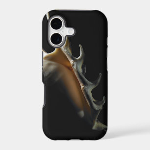 Conch shell