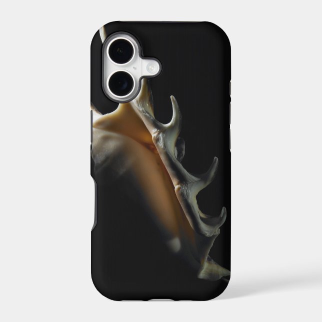 Conch shell (Back)