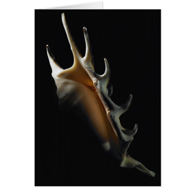Conch shell (Front)
