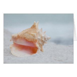 Conch Shell