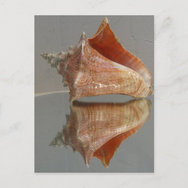 Conch Shell And Its Reflection Postcard (Front)