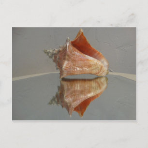 Conch Shell And Its Reflection Postcard