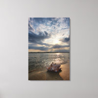 Conch Shell At Beach | St. Augustine, Fl