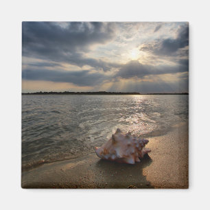 Conch Shell At Beach   St. Augustine, Fl Magnet