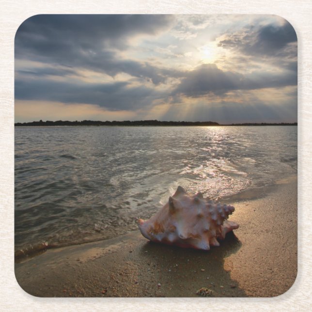 Conch Shell At Beach | St. Augustine, Fl Square Paper Coaster (Front)