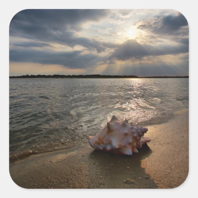 Conch Shell At Beach | St. Augustine, Fl Square Sticker (Front)