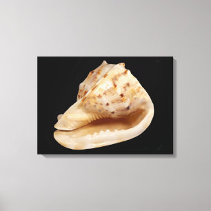 Conch Shell Canvas Print