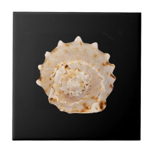 Conch Shell Ceramic Photo Tile