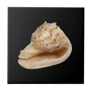 Conch Shell Ceramic Photo Tile