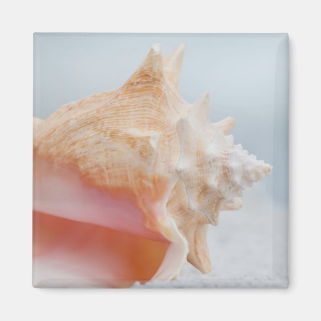 Conch Shell | Florida Magnet (Front)