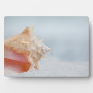 Conch Shell   Florida Plaque