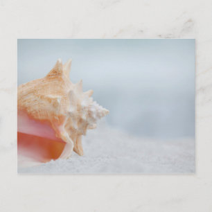 Conch Shell   Florida Postcard