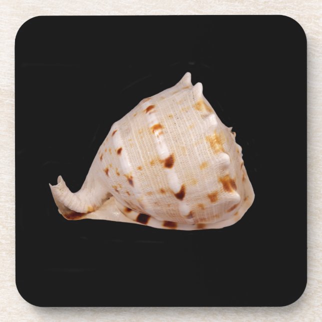 Conch Shell Hard Plastic Coasters (Front)