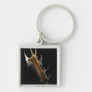 Conch shell key ring