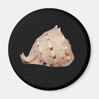 Conch Shell Magnet