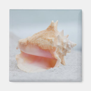 Conch Shell Magnet
