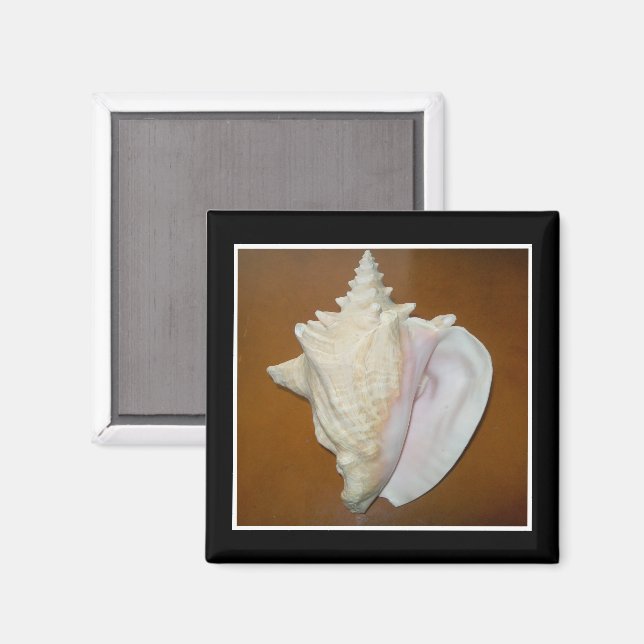 Conch Shell Magnet (Front/Back)