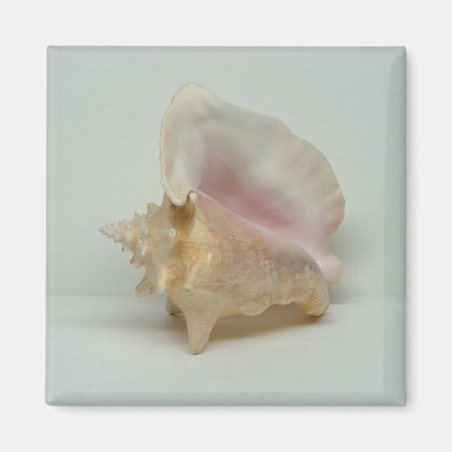 CONCH SHELL magnet (square) (Front)