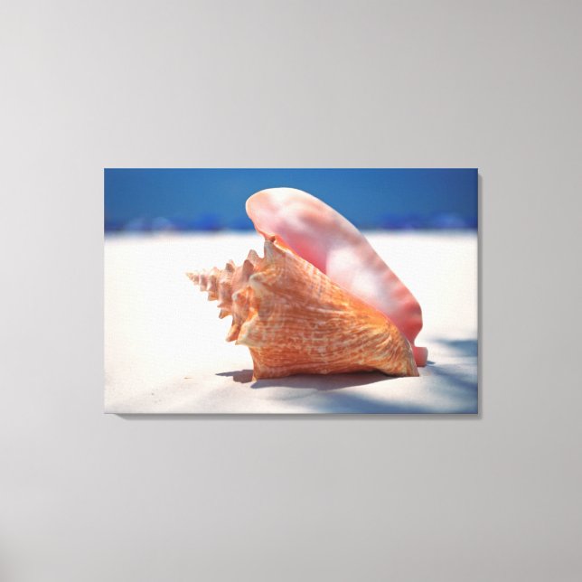 Conch Shell On Beach 2 Canvas Print (Front)