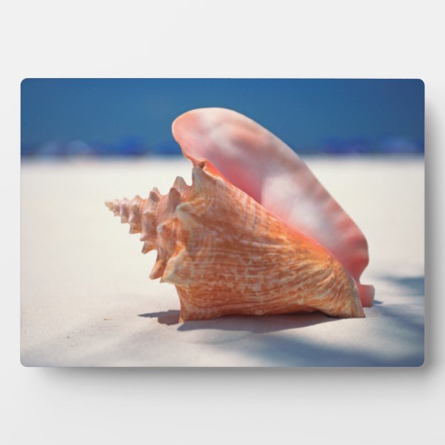 Conch Shell On Beach 2 Plaque (Front)
