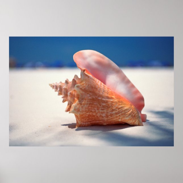 Conch Shell On Beach 2 Poster (Front)
