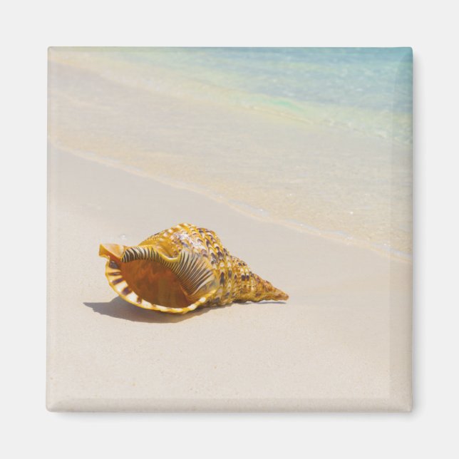 Conch Shell On Beach 3 Magnet (Front)