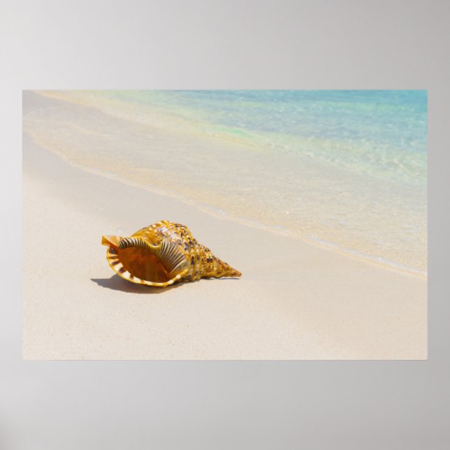 Conch Shell On Beach 3 Poster (Front)
