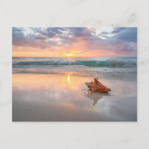 Conch Shell on the Beach   Jamaica Postcard