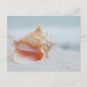 Conch Shell Postcard