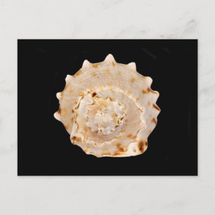 Conch Shell Postcard