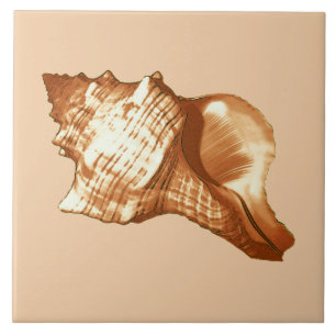 Conch shell sketch - brown, white and tan tile
