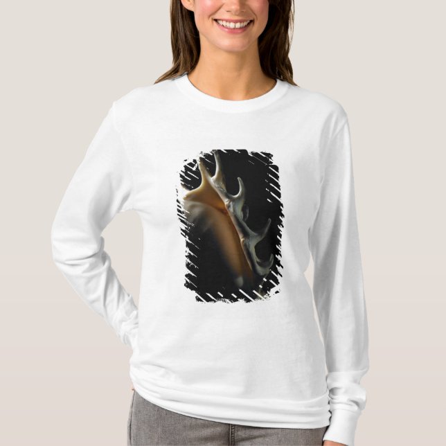 Conch shell T-Shirt (Front)